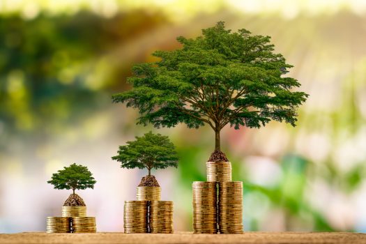 Stacking gold coins and tree with growing put on the wood on the morning sunlight in public park, Saving money and loan for business investment concept.
